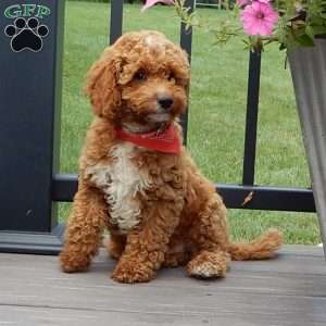 Mario, Cavapoo Puppy